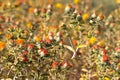 Safflower flowers on the field