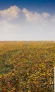 Safflower flowers on the field