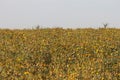 Safflower flowers on the field