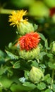 Safflower is a highly branched, herbaceous, thistle-like annual plant. Royalty Free Stock Photo