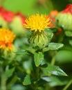 Safflower is a highly branched, herbaceous, thistle-like annual plant. Royalty Free Stock Photo