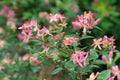 Safflower honeysuckle