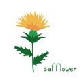 Safflower isolated plant