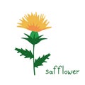 Safflower isolated plant Royalty Free Stock Photo