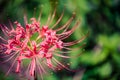 Safflower lycoris radiata