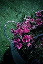 Safflower placed in flower basket