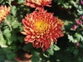 Safflower, plant, flower, red flower