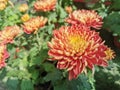 Safflower flower, red, grass