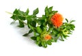 Safflower plant. Isolated on white background.