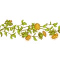 Safflower plant vector pattern