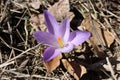 Safflower, a purple plant recognizable because it is similar to the fake saffron flower