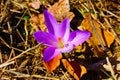 Safflower, a purple plant recognizable because it is similar to the fake saffron flower