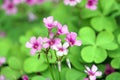 Oxalis,shamrock,sorrel