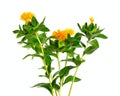 Safflower`s flower. Isolated on white background