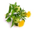 Safflower`s flower. on white background Royalty Free Stock Photo