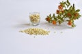 Safflower seeds and safflower stem with flowers