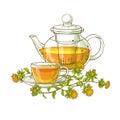 Safflower tea vector illustration Royalty Free Stock Photo