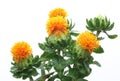 Safflower in a white background