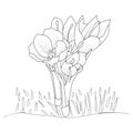 saffran crocuss flower botanical illustrartion, green leaf of grass line art, botanical saffran drawing black and white