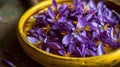 Saffron Autumn Crocus violet Flowers in Yellow Bowl. Harvest Saffron Flowers and Make most expensive Saffron Spice Royalty Free Stock Photo