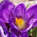 Saffron, beautiful, spring, glower, colors, spring flower