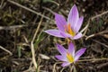 Saffron blossomed in the mountains.