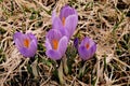 Saffron crocus blooming spring Royalty Free Stock Photo