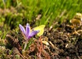 Saffron (Crocus) and butterfly on it Royalty Free Stock Photo