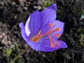 Saffron crocus Crocus sativus L., Autumn crocus or Der Safran oder Safran-Krokus Royalty Free Stock Photo