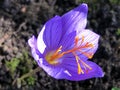 Saffron crocus Crocus sativus L., Autumn crocus or Der Safran oder Safran-Krokus Royalty Free Stock Photo