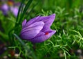 saffron crocus flower beginning to unfurl Royalty Free Stock Photo