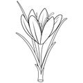 Saffron crocus flower. Vector black and white coloring page.