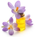 Saffron crocus flower with extract Royalty Free Stock Photo