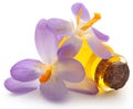 Saffron crocus flower with extract Royalty Free Stock Photo