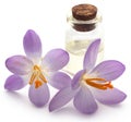 Saffron crocus flower with extract Royalty Free Stock Photo