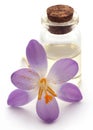 Saffron crocus flower with extract Royalty Free Stock Photo