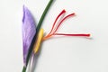 Saffron Crocus Flower Parts