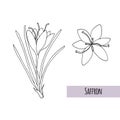 Saffron crocus flower Crocus sativus. Hand draw sketch