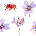 Saffron crocus flower watercolor hand drawn illustration