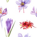 Saffron crocus flower watercolor hand drawn illustration