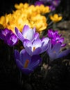 Saffron crocus flowers, close-up Royalty Free Stock Photo