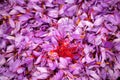 Saffron crocus flowers, Delicate purple petals background, above view