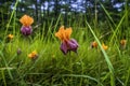 saffron crocus flowers among green leaves in a field