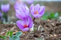 Saffron crocus flowers on ground, Delicate purple plant field