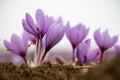 Saffron crocus flowers on ground, Delicate purple plant field