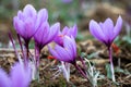 Saffron crocus flowers on ground, Delicate purple plant field