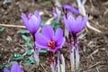 Saffron crocus flowers on ground, Delicate purple plant field Royalty Free Stock Photo