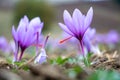 Saffron crocus flowers on ground, Delicate purple plant field Royalty Free Stock Photo