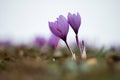 Saffron crocus flowers on ground, Delicate purple plant field Royalty Free Stock Photo