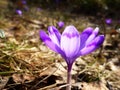 Saffron, Crocus heuffelianus, flower, violet Royalty Free Stock Photo